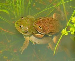 141-Cyclorana platycephala